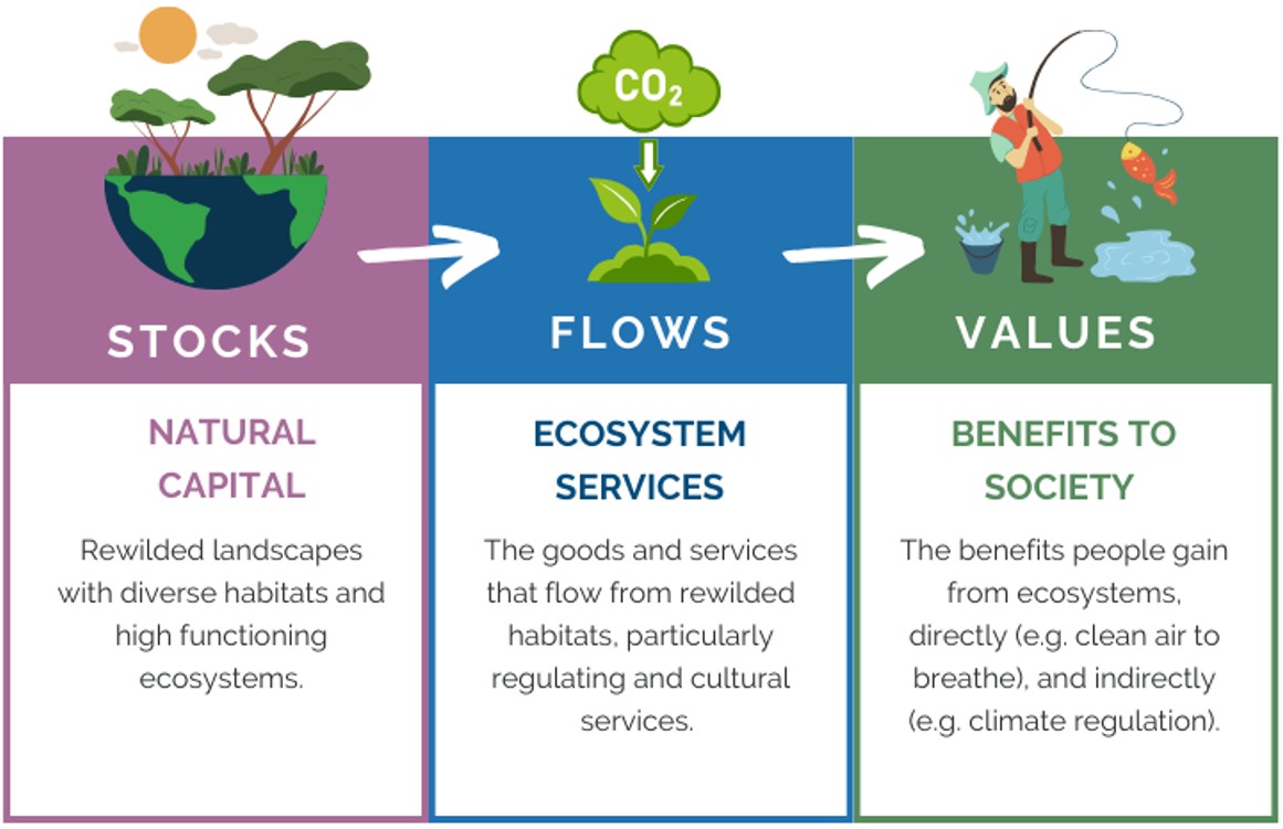 Three columns showing how natural capital stocks connect to flows and values