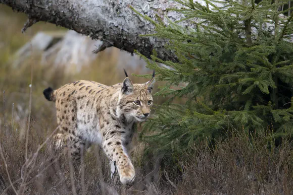 The Missing Lynx Project