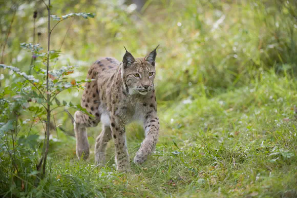 New research shows Northerners and people of Scottish borders support reintroducing lynx to the region